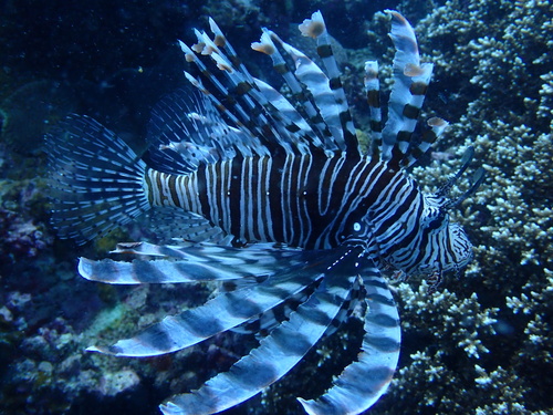 Pterois volitans