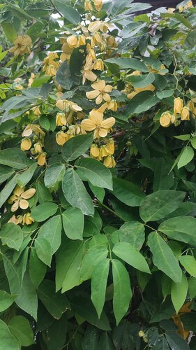 Senna nitida, photograph 2