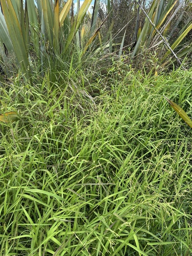 Leersia oryzoides iNat (1)