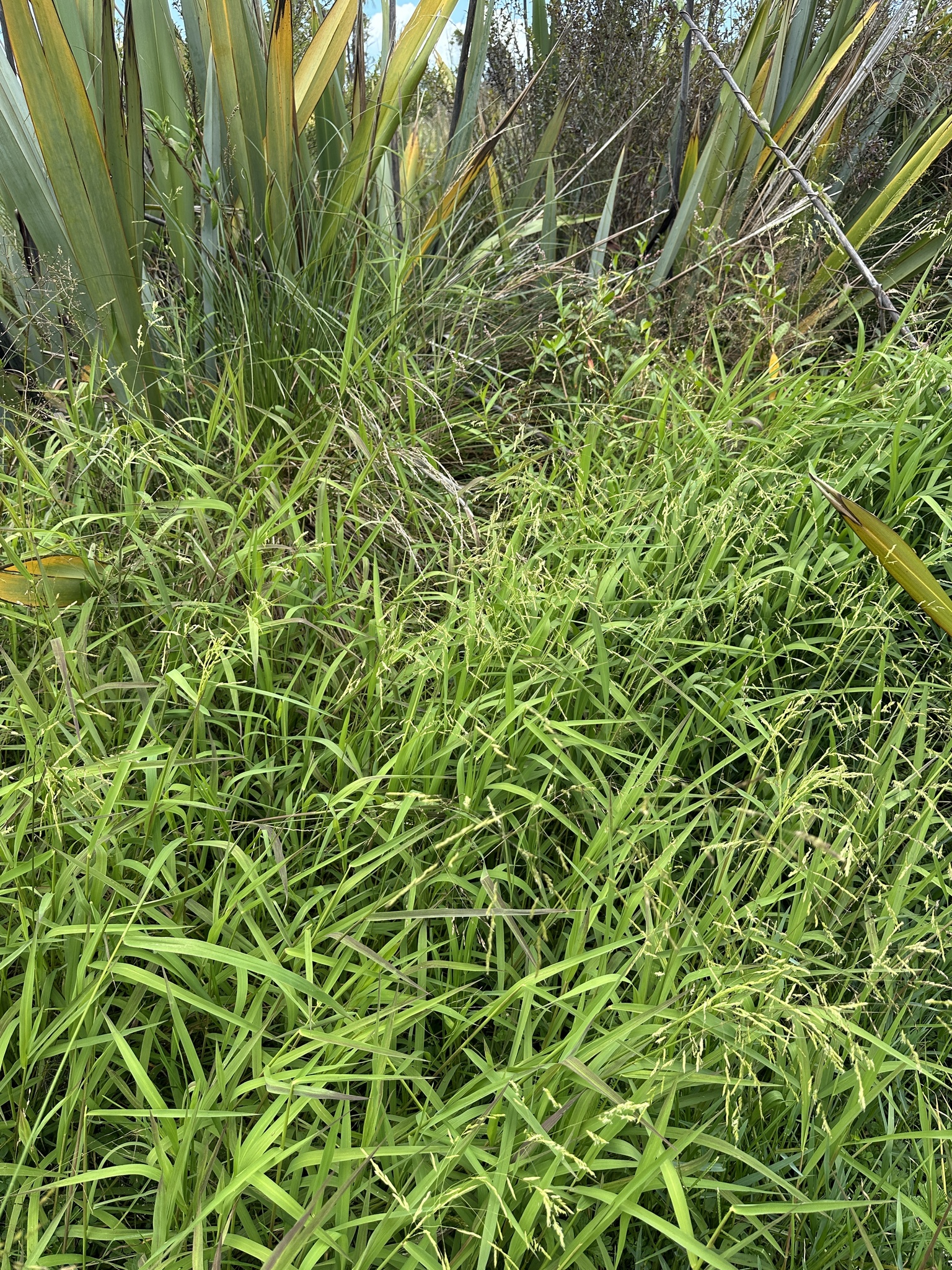 Rice cutgrass