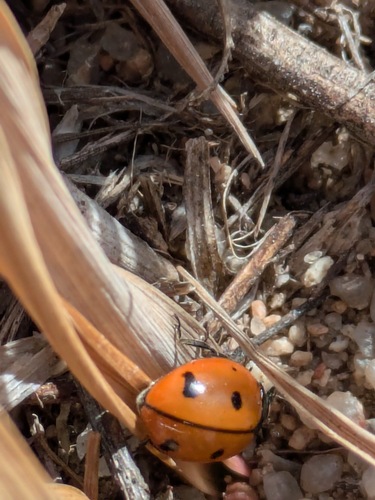 Nine-spotted Lady Beetle photo 5