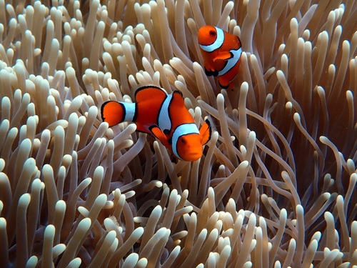 Amphiprion percula