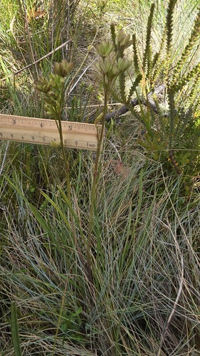 Mountain Aciphyll (Aciphylla simplicifolia)