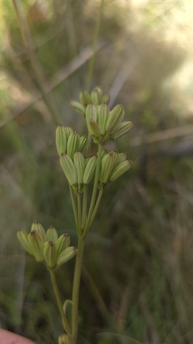 Aciphylla simplicifolia, photograph 2
