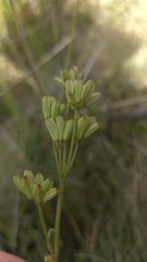 Aciphylla simplicifolia, photograph (c) Petra Holland, some rights reserved (CC BY)