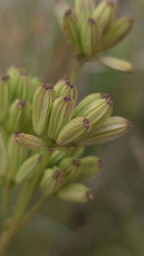 Aciphylla simplicifolia, photograph 3