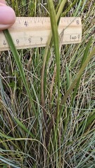 Aciphylla simplicifolia, photograph (c) Petra Holland, some rights reserved (CC BY)