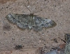 Idaea pervertipennis