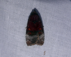 Hampsonodes