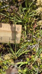 (c) Petra Holland, some rights reserved (CC BY) Juncus falcatus, photograph (c) Petra Holland, some rights reserved (CC BY)