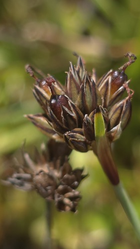 Sickleleaf Rush (Juncus falcatus)