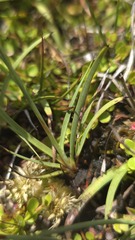 (c) Petra Holland, some rights reserved (CC BY) Juncus falcatus, photograph (c) Petra Holland, some rights reserved (CC BY)