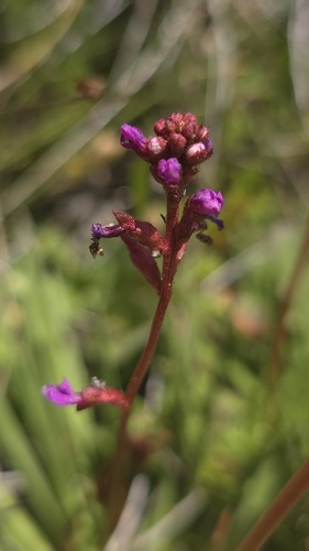 Alpine Triggerplant (Stylidium montanum)