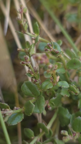 Mat Raspwort (Gonocarpus montanus)