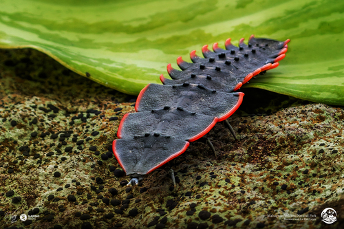 Trilobite Beetles