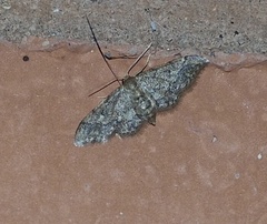 Idaea pervertipennis