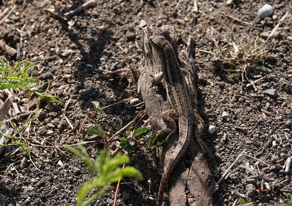 Leiocephalus raviceps uzzelli