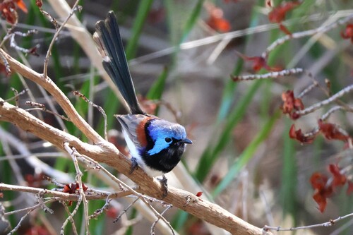 Purple-backed Fairywren (Malurus assimilis), photo 2