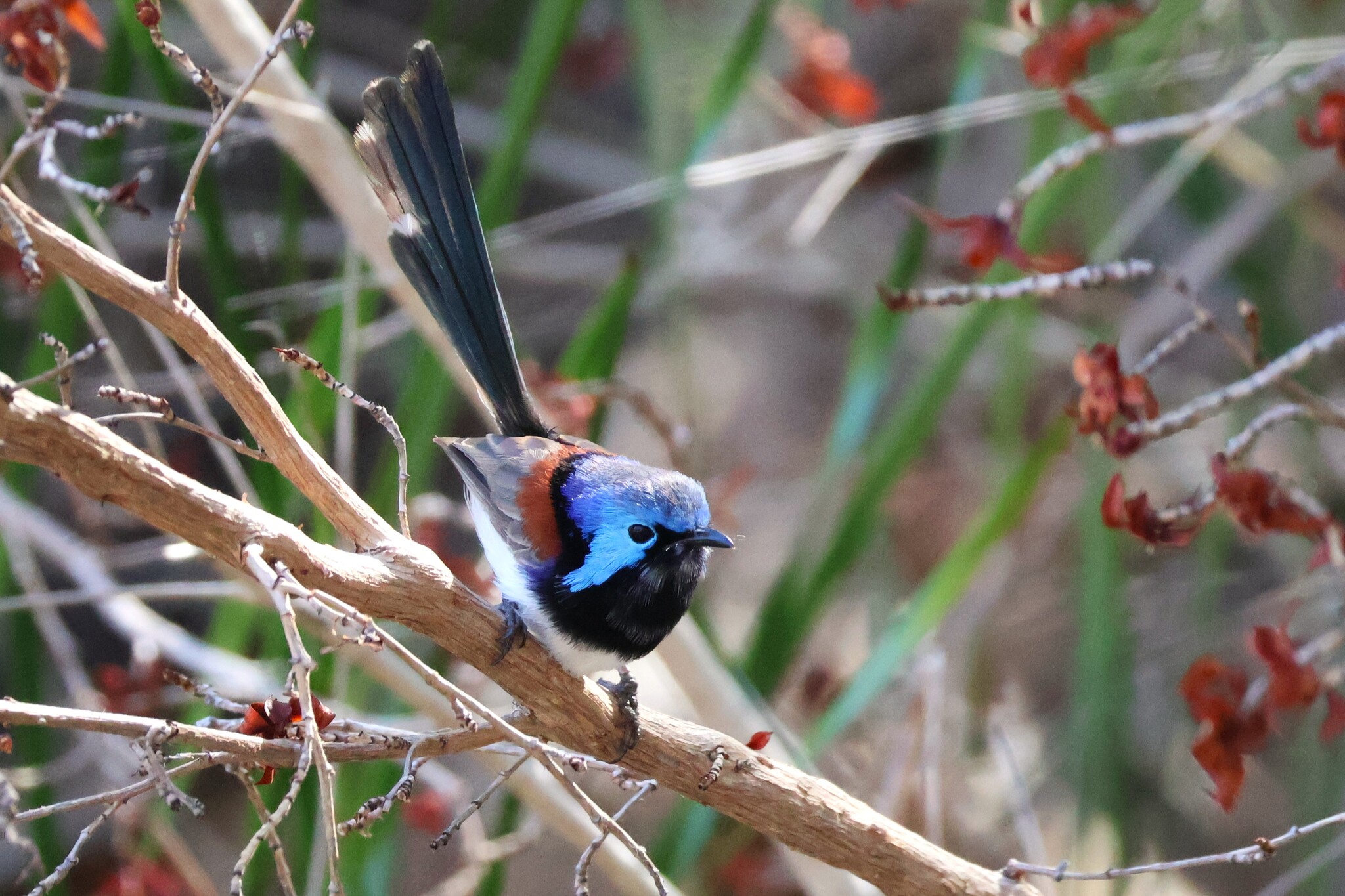 Purple-backed Fairywren (Malurus assimilis), photo 2