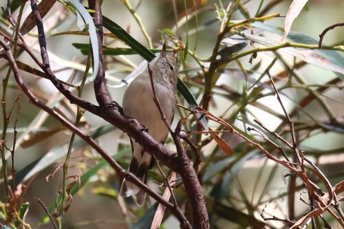 Western Gerygone (Gerygone fusca)