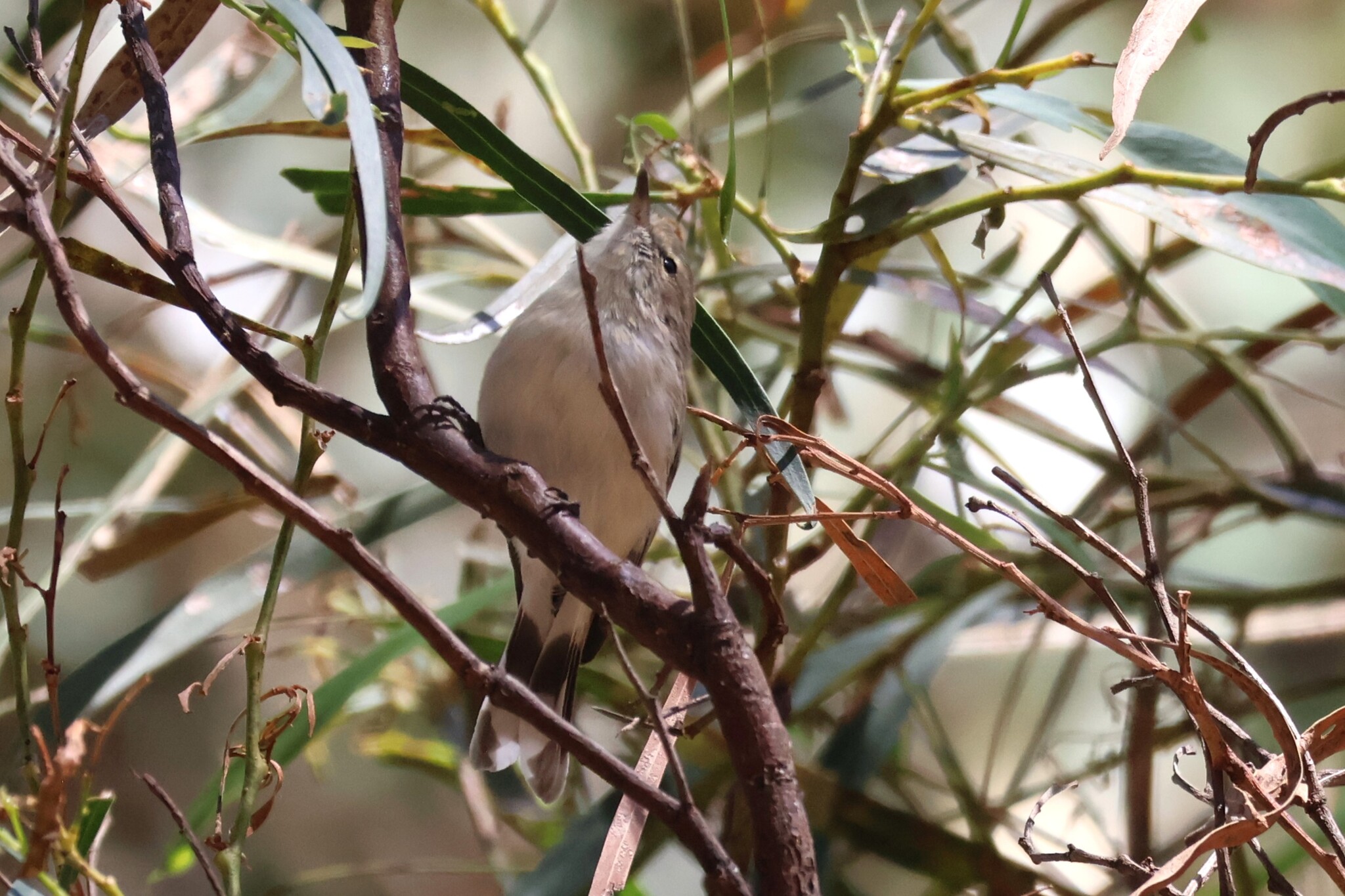 Western Gerygone (Gerygone fusca), photo 1