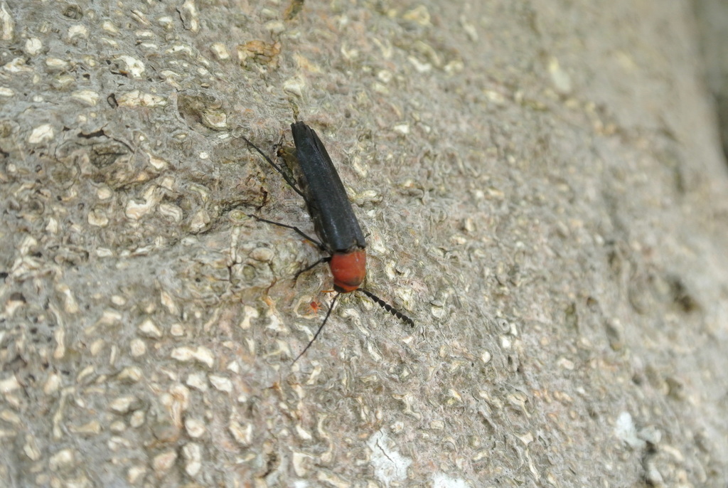 Perakianus hisamatsui