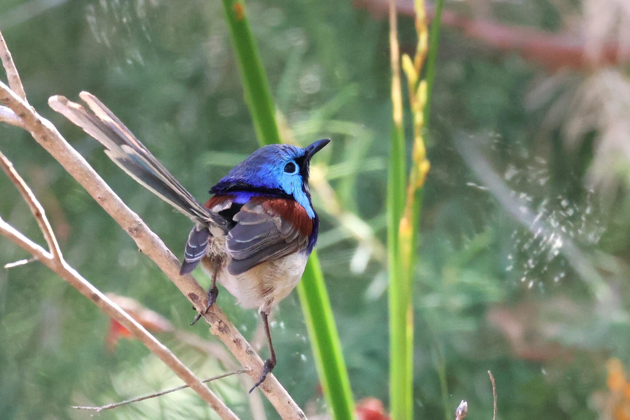 Purple-backed Fairywren (Malurus assimilis), photo 3