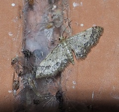 Idaea pervertipennis