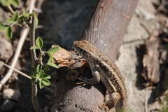 Leiocephalus raviceps uzzelli