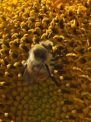 Hunt's Bumble Bee