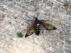 Isanthrene perboscii