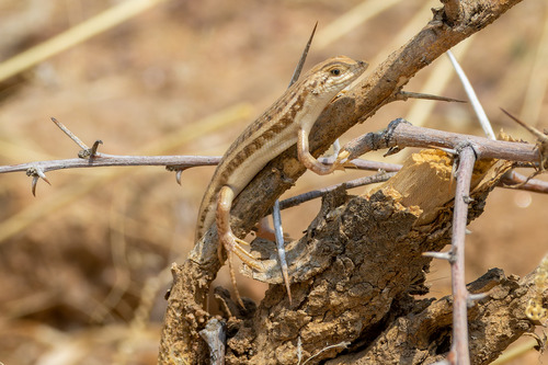 Sharp-lipped Mabuya