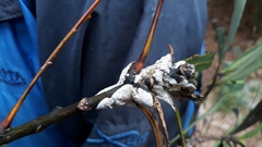 Septobasidium simmondsii