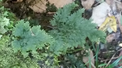 Hymenophyllum scabrum