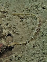 Halicampus macrorhynchus