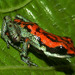 Oophaga vicentei - Photo (c) Samuel Valdes,  זכויות יוצרים חלקיות (CC BY-NC-ND), הועלה על ידי Samuel Valdes