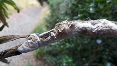 Septobasidium simmondsii