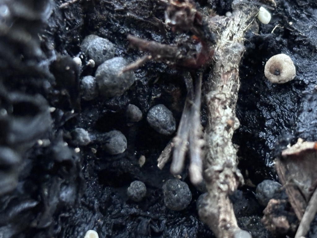 Dendrocollybia racemosa · February 2026 · photo: © reago (iNaturalist, cc-by)