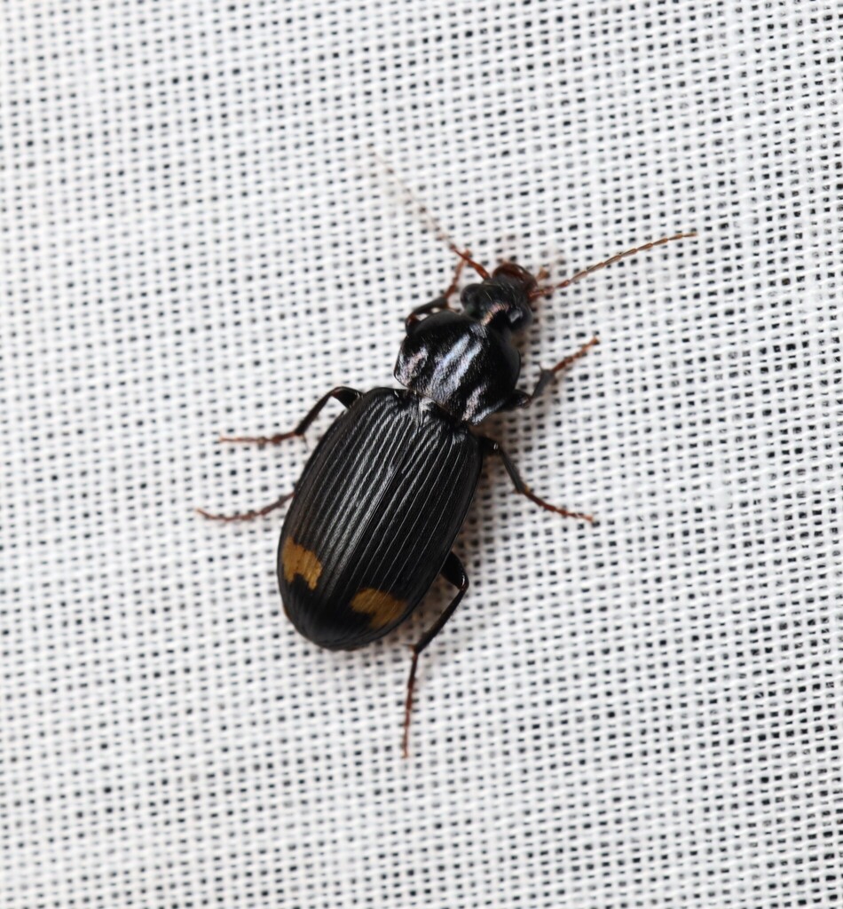 Chlaenius maculiger