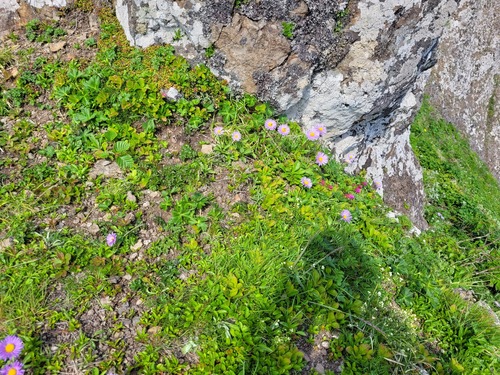 Erigeron miyabeanus iNat (2)