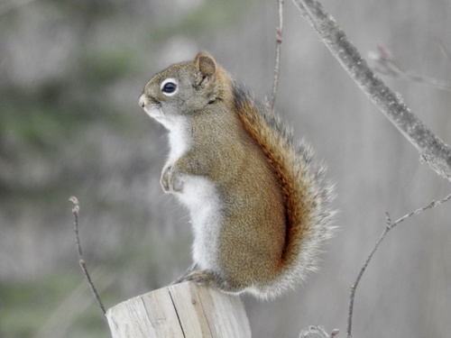American Red Squirrel, photo 10 of 10