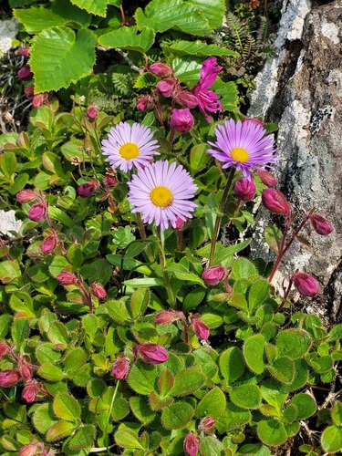 Erigeron miyabeanus iNat (3)