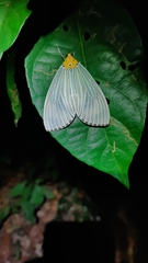Aganainae