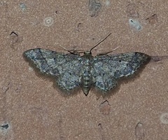 Idaea pervertipennis
