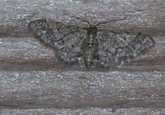 Idaea pervertipennis