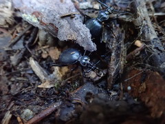 Scaphinotus cristatus