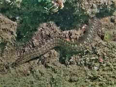 Congrogadus subducens