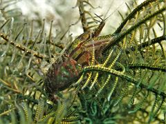 Synalpheus stimpsonii