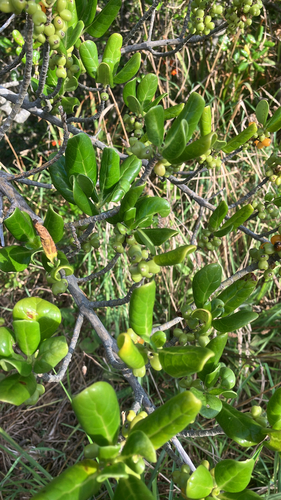 Coprosma repens observed 2026-02-11