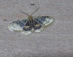 Idaea scintillularia